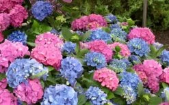 L.A. Dreamin' Hydrangea - 2 Gallon Pot -Green Haven Shop Hydrangea LA Dreamin Blooms