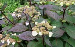 Lady In Red Hydrangea - 3 Gallon Pot -Green Haven Shop Hydrangea Lady In Red Budded