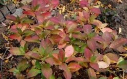 Lady In Red Hydrangea - 3 Gallon Pot -Green Haven Shop Hydrangea Lady In Red Fall Foliage Leaf Color