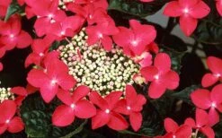 Lady In Red Hydrangea - 3 Gallon Pot -Green Haven Shop Hydrangea Lady In Red Flower Closeup