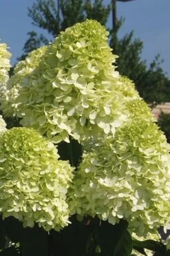 Limelight PeeGee Hydrangea - 7 Gallon Pot (3-4') -Green Haven Shop Hydrangea Limelight 101 1
