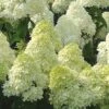 Limelight PeeGee Hydrangea - 3 Gallon Pot
