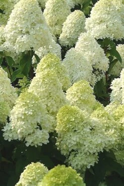 Limelight PeeGee Hydrangea - 2.5 Gallon Pot -Green Haven Shop Hydrangea Limelight 107