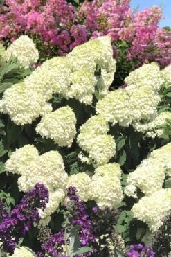 Limelight PeeGee Hydrangea - 7 Gallon Pot (3-4') -Green Haven Shop Hydrangea Limelight 110 1