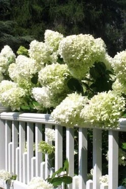 Limelight PeeGee Hydrangea - 2.5 Gallon Pot -Green Haven Shop Hydrangea Limelight 21