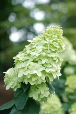 Limelight Prime Hydrangea - 3 Gallon Pot -Green Haven Shop Hydrangea Limelight Prime 1