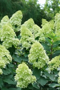 Limelight Prime Hydrangea - 2 Gallon Pot -Green Haven Shop Hydrangea Limelight Prime 4 1