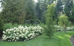 Limelight PeeGee Hydrangea - 7 Gallon Pot (3-4') -Green Haven Shop Hydrangea Limelight hedge natural 1