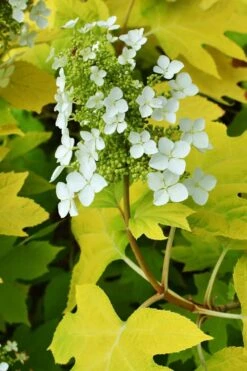 Little Honey Oakleaf Hydrangea - 1 Gallon Pot -Green Haven Shop Hydrangea Little Honey 3
