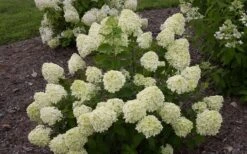 Little Lime Hydrangea - 2 Gallon Pot -Green Haven Shop Hydrangea Little Lime 1 1