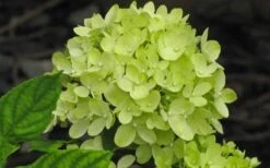 Little Lime Hydrangea - 2 Gallon Pot -Green Haven Shop Hydrangea Little Lime 2