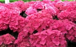 Merritts Supreme Hydrangea - 1 Gallon Pot -Green Haven Shop Hydrangea Merrits Supreme Pink 12 1