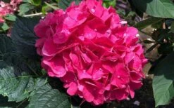 Merritts Supreme Hydrangea - 1 Gallon Pot -Green Haven Shop Hydrangea Merrits Supreme Pink 13 1