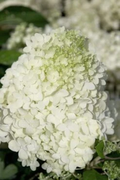 Moon Dance Hydrangea - 2 Gallon Pot -Green Haven Shop Hydrangea Moon Dance 2