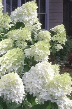 Moon Dance Hydrangea - 2 Gallon Pot