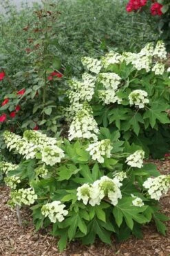 Munchkin Dwarf Oakleaf Hydrangea - 2 Gallon Pot 11 Munchkin Dwarf Oakleaf Hydrangea - 2 Gallon Pot -Green Haven Shop Hydrangea Munchkin 11 1
