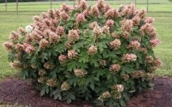 Munchkin Dwarf Oakleaf Hydrangea - 3 Gallon Pot 13 Munchkin Dwarf Oakleaf Hydrangea - 3 Gallon Pot -Green Haven Shop Hydrangea Munchkin 2