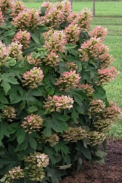 Munchkin Dwarf Oakleaf Hydrangea - 2 Gallon Pot 12 Munchkin Dwarf Oakleaf Hydrangea - 2 Gallon Pot -Green Haven Shop Hydrangea Munchkin 500x750 2