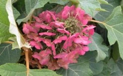 Munchkin Dwarf Oakleaf Hydrangea - 3 Gallon Pot 14 Munchkin Dwarf Oakleaf Hydrangea - 3 Gallon Pot -Green Haven Shop Hydrangea Munchkin Bloom Closeup 2