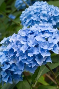 Nikko Blue Hydrangea - 2 Gallon Pot -Green Haven Shop Hydrangea Nikko Blue 10 2