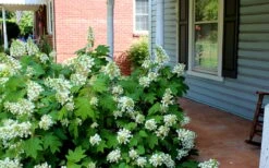 Pee Wee Dwarf Oakleaf Hydrangea - 3 Gallon Pot -Green Haven Shop Hydrangea Oakleaf Pee Wee 1