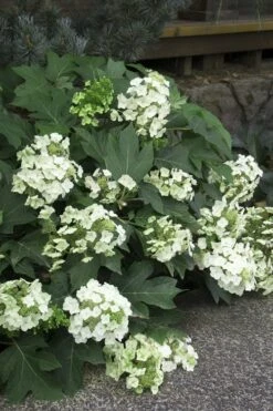 Pee Wee Dwarf Oakleaf Hydrangea - 2 Gallon Pot -Green Haven Shop Hydrangea Oakleaf Pee Wee 11 2