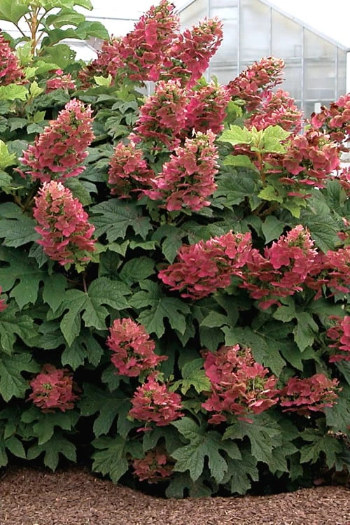 Ruby Slippers Dwarf Oakleaf Hydrangea - 3 Gallon Pot 1 Ruby Slippers Dwarf Oakleaf Hydrangea - 3 Gallon Pot