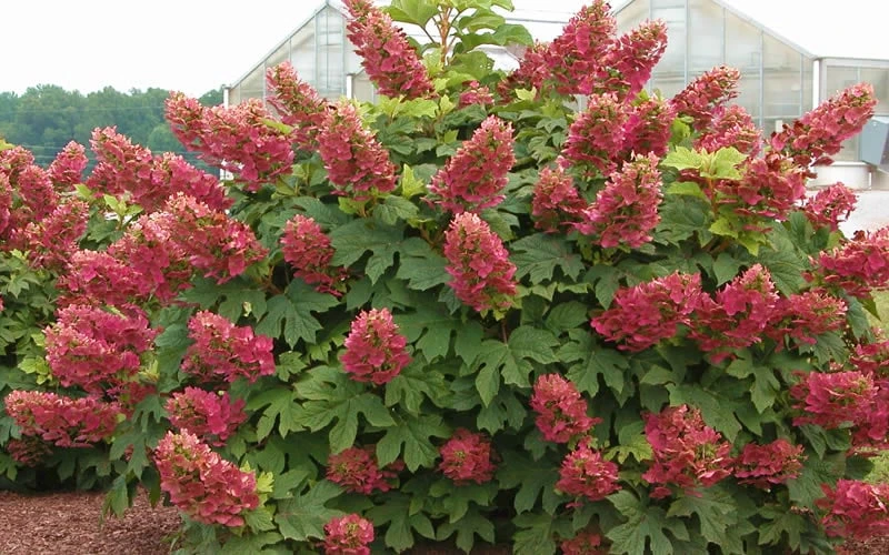 Ruby Slippers Dwarf Oakleaf Hydrangea - 3 Gallon Pot 4 Ruby Slippers Dwarf Oakleaf Hydrangea - 3 Gallon Pot - Image 4