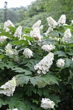 Snow Queen Oakleaf Hydrangea - 2 Gallon Pot -Green Haven Shop Hydrangea Oakleaf Snow Queen 10 2