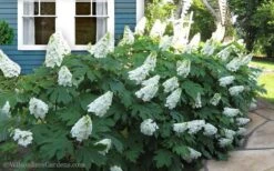 Snow Queen Oakleaf Hydrangea - 2 Gallon Pot -Green Haven Shop Hydrangea Oakleaf Snow Queen 11 2