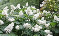 Snow Queen Oakleaf Hydrangea - 3 Gallon Pot -Green Haven Shop Hydrangea Oakleaf Snow Queen 6