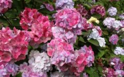 Preziosa Multi Color Hydrangea - 3 Gallon Pot -Green Haven Shop Hydrangea Preziosa 18