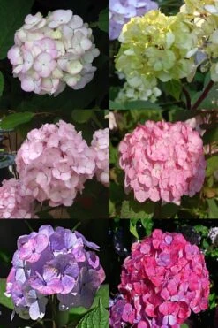 Preziosa Multi Color Hydrangea - 1 Gallon Pot -Green Haven Shop Hydrangea Preziosa 19 1