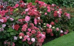 Preziosa Multi Color Hydrangea - 1 Gallon Pot -Green Haven Shop Hydrangea Preziosa 7 1