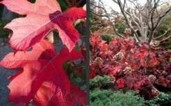 Semmes Beauty Oakleaf Hydrangea - 3 Gallon Pot -Green Haven Shop Hydrangea Semmes Beauty Fall Foliage Color