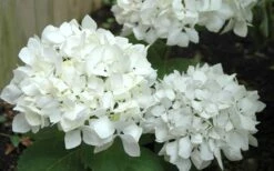 Sister Theresa Hydrangea - 1 Gallon Pot -Green Haven Shop Hydrangea Sister Theresa 50 1