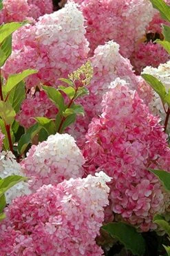 Strawberry Sundae Hydrangea - 1 Gallon Pot -Green Haven Shop Hydrangea Strawberry Sundae Flowers 3 1