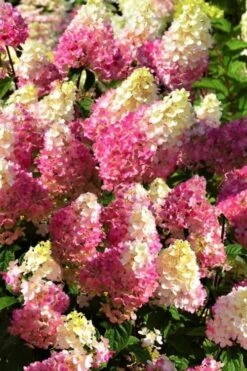 Strawberry Sundae Hydrangea - 3 Gallon Pot -Green Haven Shop Hydrangea Strawberry Sundae Flowers 5