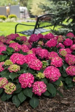 Summer Crush Endless Summer Hydrangea - 2 Gallon Pot -Green Haven Shop Hydrangea Summer Crush Endless Summer 3 3