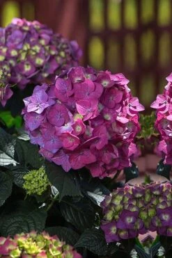 Summer Crush Endless Summer Hydrangea - 1 Gallon Pot -Green Haven Shop Hydrangea Summer Crush Endless Summer 4 1
