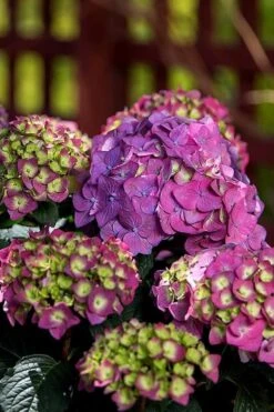 Summer Crush Endless Summer Hydrangea - 3 Gallon Pot -Green Haven Shop Hydrangea Summer Crush Endless Summer 5 5