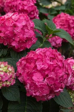 Summer Crush Endless Summer Hydrangea - 6 Gallon Pot (COPY) -Green Haven Shop Hydrangea Summer Crush Endless Summer 6 2