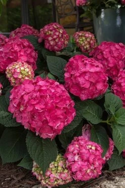 Summer Crush Endless Summer Hydrangea - 6 Gallon Pot (COPY) -Green Haven Shop Hydrangea Summer Crush Endless Summer 7 2