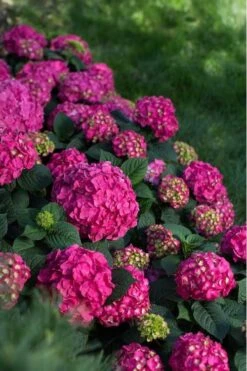Summer Crush Endless Summer Hydrangea - 3 Gallon Pot -Green Haven Shop Hydrangea Summer Crush Endless Summer 9 5