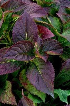 Tuff Stuff Ah-Ha Mountain Hydrangea - 3 Gallon Pot -Green Haven Shop Hydrangea Tuff Stuff 4