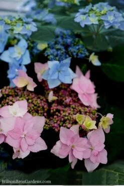 Tuff Stuff Ah-Ha Mountain Hydrangea - 3 Gallon Pot -Green Haven Shop Hydrangea Tuff Stuff 5