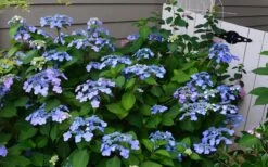 Twist-N-Shout Endless Summer Hydrangea - 1 Gallon Pot -Green Haven Shop Hydrangea Twist N Shout Blue Flowers 3