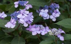 Twist-N-Shout Endless Summer Hydrangea - 1 Gallon Pot -Green Haven Shop Hydrangea Twist N Shout Lavender Flowers 2
