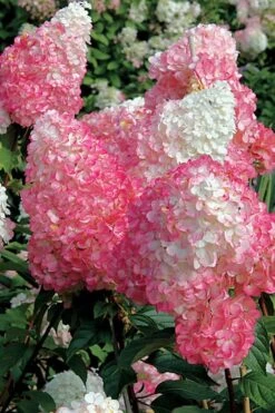 Vanilla Strawberry Hydrangea - 3 Gallon Pot -Green Haven Shop Hydrangea Vanilla Strawberry BS