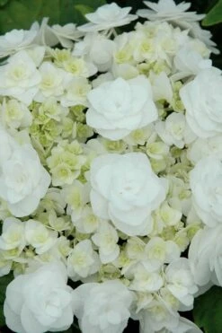 Double Delights Wedding Gown Lacecap Hydrangea - 3 Gallon Pot -Green Haven Shop Hydrangea Wedding Gown 2